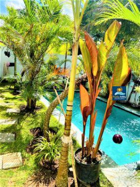 Villa in las terrenas