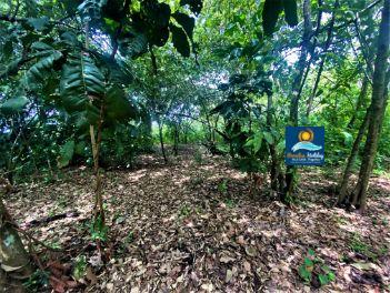 Dominica Land For Sale