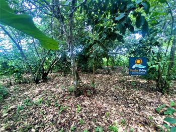 Dominica Land For Sale