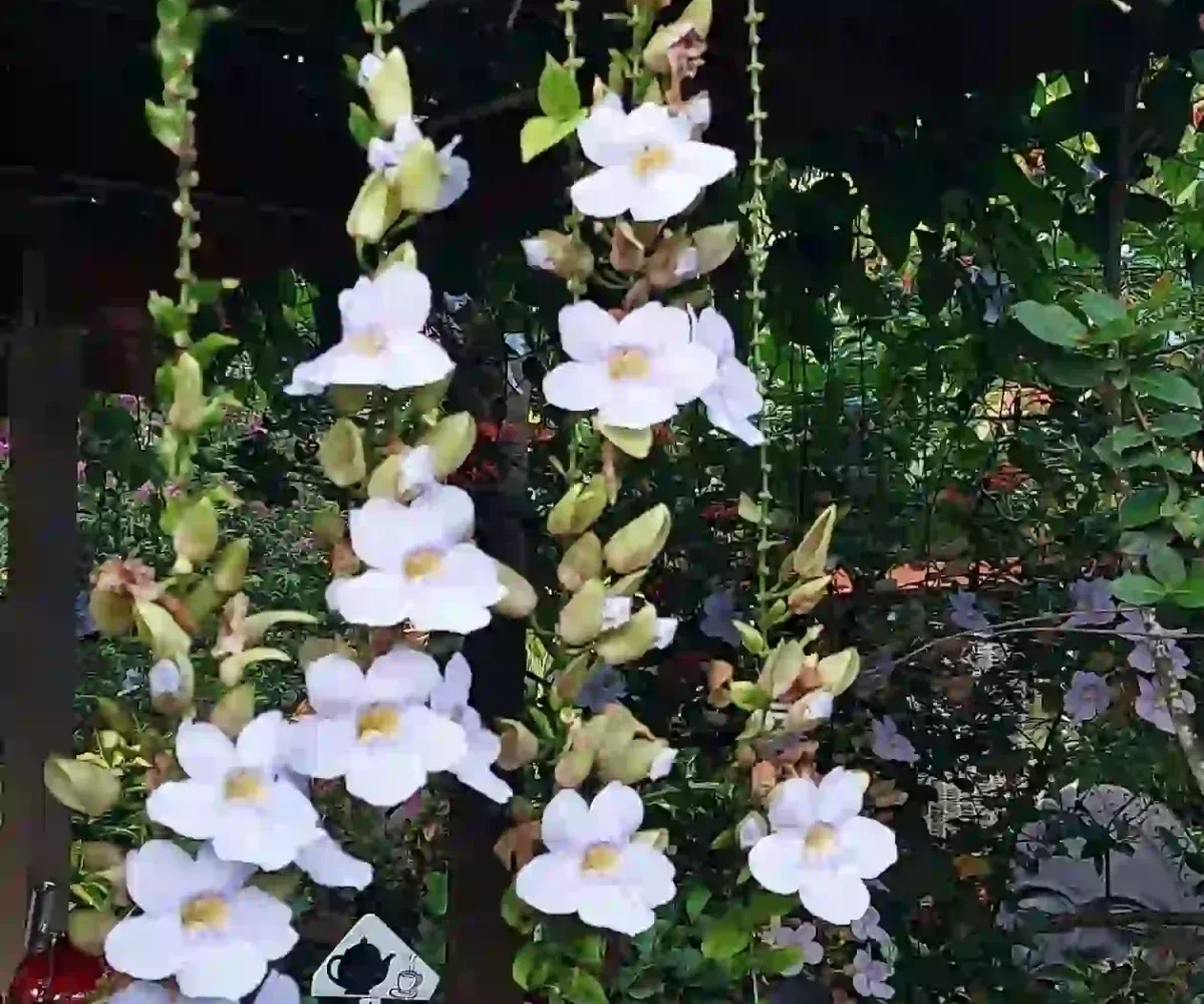 Hoteles en Samana Dominican Republic