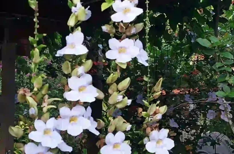 Hoteles en Samana Dominican Republic