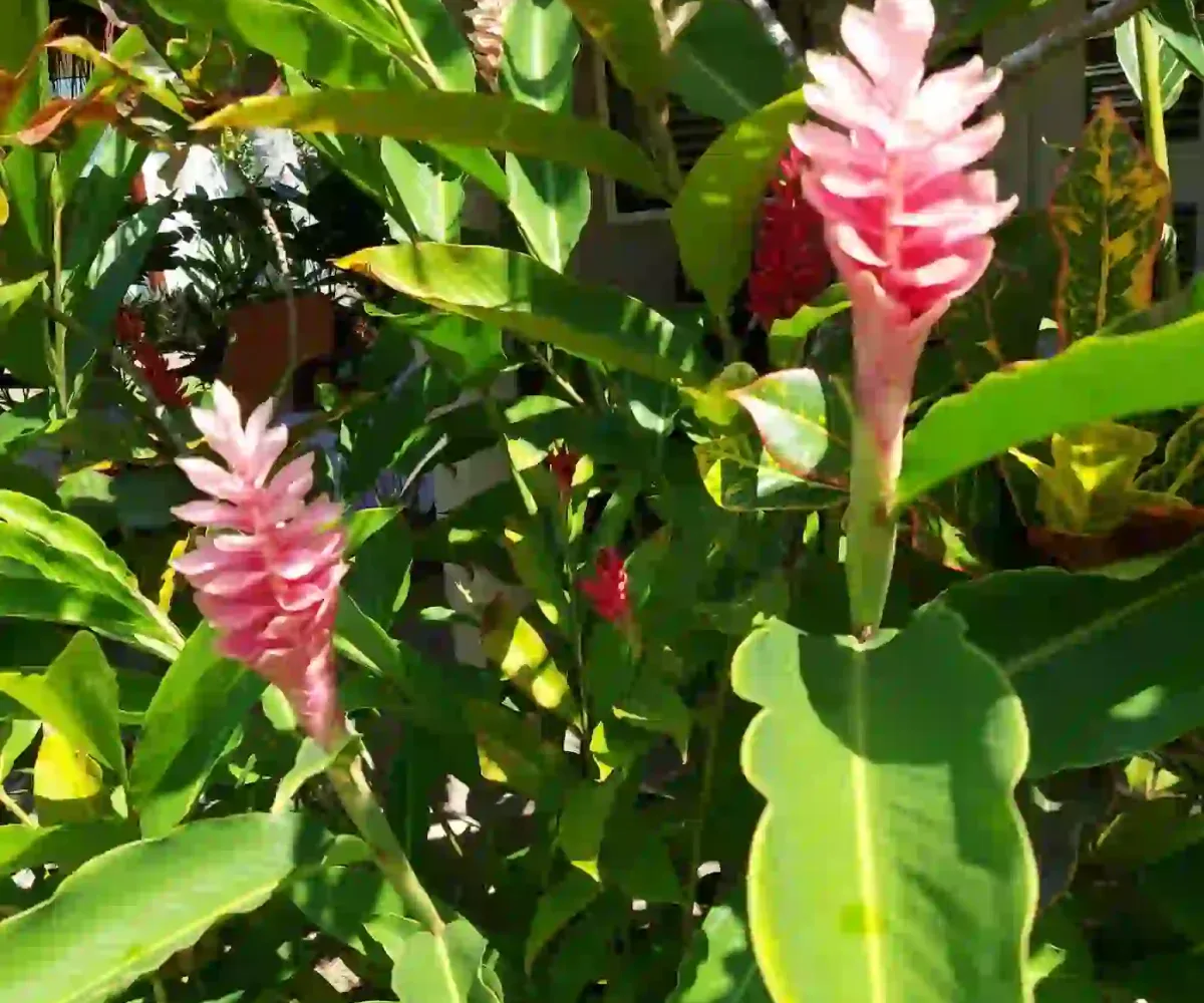 Hoteles en Samana Dominican Republic