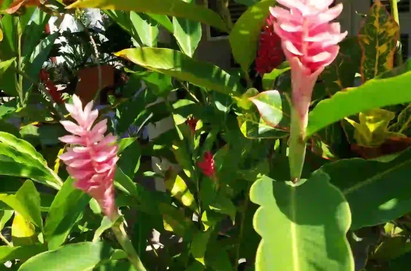 Hoteles en Samana Dominican Republic