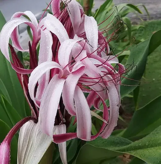 Hoteles en Samana Dominican Republic