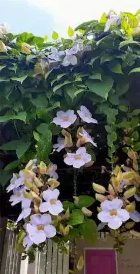 Hoteles en Samana Dominican Republic